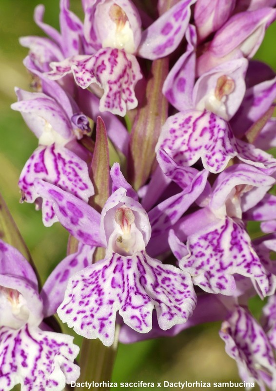 Prime fioriture di orchidee sui Monti della Laga  giugno 2021.